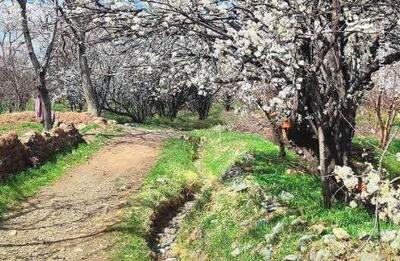 عکس/ طبیعت بهاری و زیبای روستای  بُرس