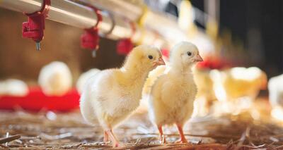 نرخ جوجه یک‌روزه ۱۶ تا ۲۴هزارتومان/صادرات تخم‌مرغ نطفه‌دار بزودی