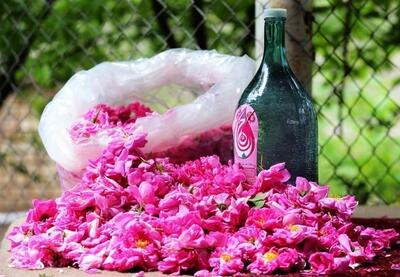 صادرات گلاب لرستان به عراق/ تولید 4تن گل محمدی در هر هکتار - تسنیم