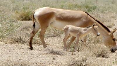 تولد اولین گورخر ایرانی در پارک ملی گرمسار (فیلم)