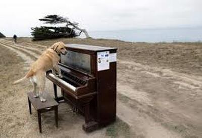 ویدئویی باورنکردنی از یک سگِ پیانیست!