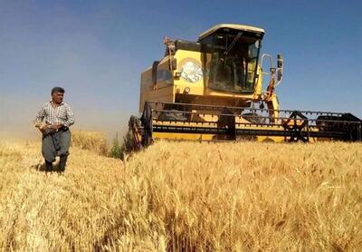 پیش بینی خرید تضمینی ۲۵۰ هزار تن گندم در استان قزوین 
