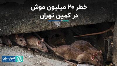 خطر 20 میلیون موش در کمین تهران