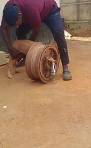 فیلم نجات سگ از حفره ی چرخ