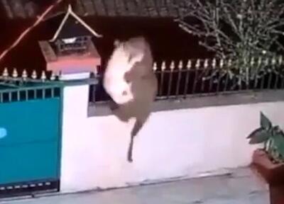 کلیپ تماشایی شکار شدن سگ در حیاط خانه توسط پلنگ +ویدئو/ قدرت واقعی پلنگ...