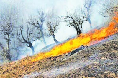 آتش در کمین جنگل‌های بلوط ایلام