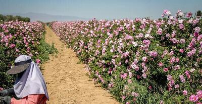 تولید سالانه ۶۸ هزار تن گل محمدی در کشور