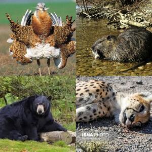 ۵۰ گونه جانوری ایران در خطر انقراض