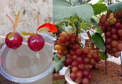 (ویدئو) نحوه پرورش درخت انگور با کمک دانه انگور در آب
