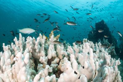 هشدار جهانی با تغییر رنگ صخره های مرجانی اقیانوس ها | خبرگزاری بین المللی شفقنا