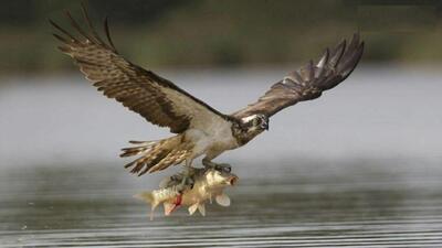 لحظاتی چالش برانگیز از شکار ماهی توسط عقاب (فیلم)