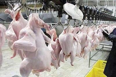 امسال ۲۰۰ هزار تُن گوشت مرغ صادر می کنیم