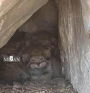 مشاهده و تصویربرداری از سه قلاده گربه پالاس در فیروزکوه