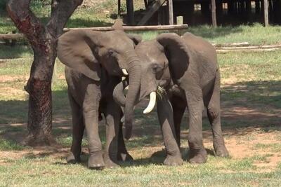 فیل‌ها گرم و پرهیجان با هم سلام و علیک می‌کنند/ هر 10 دقیقه یک بار (فیلم)
