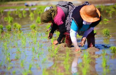ویدئویی از کاشت مکانیزه نشاء برنج | روش عجیب چینی ها برای کاشت برنج