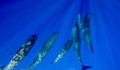 کشف عجیب و جدید محققان: زبان نهنگ عنبر همانند انسان «الفبایی» است (+عکس)