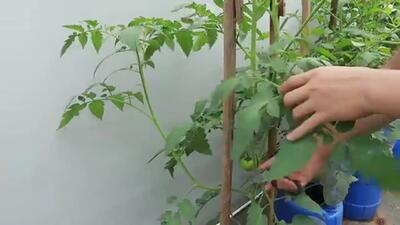 (ویدئو) روش شگفت انگیز کاشت گوجه فرنگی در بالکن منزل
