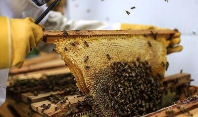 محصولات زنبور عسل از مالیات بر ارزش افزوده معاف شدند
