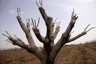 سرشاخه‌کاری بیش از ۲۰۰۰ اصله درخت در خراسان شمالی
