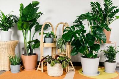 این گیاهان آپارتمانی باعث خنک شدن هوای خونه میشن