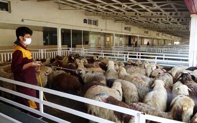 قیمت گوسفند زنده امروز 1 خرداد 1403