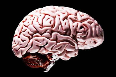 اولین مینی مغز جهان با سد خونی مغزی ایجاد شد