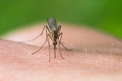 چرا نیش حشرات در تابستان خطرناک است! | پایگاه خبری تحلیلی انصاف نیوز