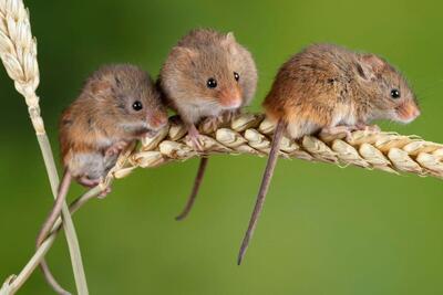 ۹۰ درصد پستانداران زندگی جنسی بی‌بندوباری دارند؛ مورد عجیب خیانت موش ماده در یک شب! | پایگاه خبری تحلیلی انصاف نیوز