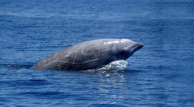کدام جانور طولانی‌ترین حبس نفس را زیر آب دارد؟