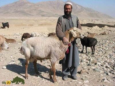 (تصاویر) طلای پشمالوی افغانستانی؛ گوسفند نژاد «عربی افغان» قدیمی‌ترین گوسفند اهلی جهان!