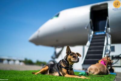 (تصاویر) یک شرکت هواپیمایی در خدمت سگ‌های خانگی