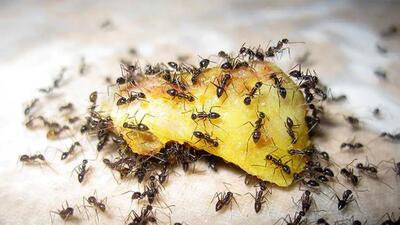 طرز تهیه محلول خانگی برای از بین بردن مورچه ها