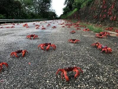 پیاده روی هزاران خرچنگ قرمز جزایر استرالیا + فیلم