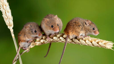 برخی موش ها ذاتا خیانتکارند! / دانشمندان می گویند «هورمونی است»