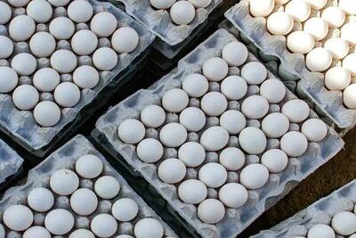 تولید تخم مرغ به یک میلیون و ۴۰۰ هزار تن می‌رسد / نیازی به واردات تخم مرغ نداریم