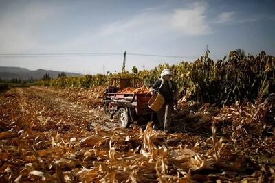 چین کشاورزان را زیر پر و بال خود گرفت