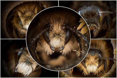 این تصاویر پرتره‌ی نشان می‌دهند که چهره‌ی زنبورها باهم فرق دارد - زومیت