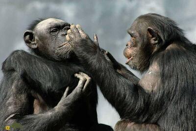 شامپانزه‌ها جنگ و ظلم را به انسان‌ها آموختند! | پایگاه خبری تحلیلی انصاف نیوز