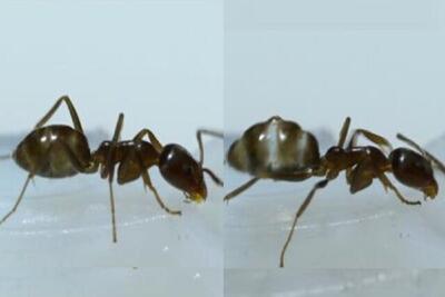 مطالعه جدید: کافئین باعث بهبود ناوبری در مورچه‌ها شد