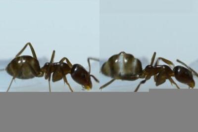 کافئین باعث بهبود ناوبری در مورچه‌ها شد
