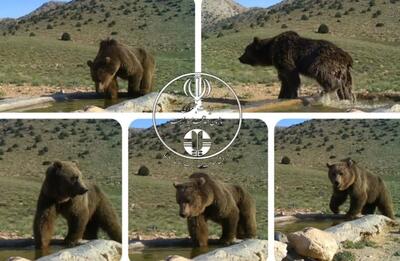 (ویدئو) آب‌تنی یک خرس قهوه‌ای در پارک ملی صیدوا در استان سمنان