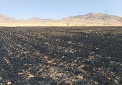 آتش زمین‌های کشاورزی سرپل ذهاب را سوزاند