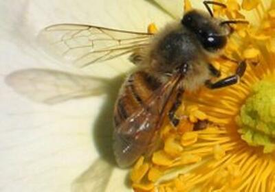 فواید زنبور تریکوگراما در مزارع شالیزاری