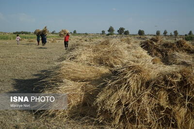 رکورد تولید گندم در استان ایلام شکسته شد