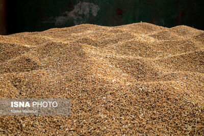 خرید گندم در خوزستان از ۱.۵ میلیون تن گذشت