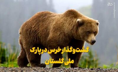 فیلم/ گشت‌وگذار خرس در پارک ملی گلستان