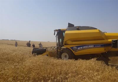 برداشت بیش از 50 هزار تن گندم از اراضی استان بوشهر - تسنیم