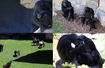 شامپانزه‌ای که ۳ماه است نوزاد مرده خود را رها نمی‌کند
