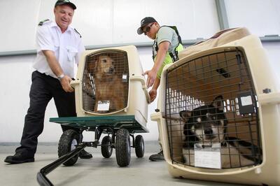 شیوه جالب انتقال حیوانات خانگی به داخل هواپیما