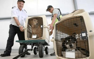 شیوه جالب انتقال حیوانات خانگی به داخل هواپیما